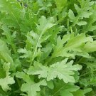 Arugula Torino Diplotaxis 5,000 seeds
