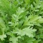 Arugula Torino Diplotaxis 5,000 seeds