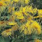 Inula orientalis 1,000 seeds