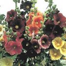 Alcea rosea Indian Spring 2,000 seeds
