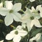 Nicotiana Fragrant Cloud 2,000 seeds