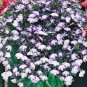 Lobelia Riviera Blue Splash 5,000 seeds