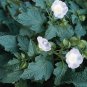 Nicandra physalodes 2,000 seeds