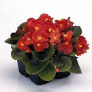 Begonia Sprint+ Red 2,000 seeds