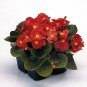 Begonia Sprint+ Red 2,000 seeds
