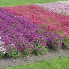 Iberis Candycane Mix 2,000 seeds