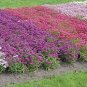 Iberis Candycane Mix 2,000 seeds