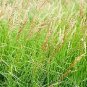 Calamagrostis canadensis 2,000 seeds