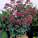 Centranthus ruber roseus Rosy Red 1,000 seeds