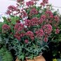 Centranthus ruber roseus Rosy Red 1,000 seeds