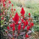 Celosia Forest Fire 2,000 seeds