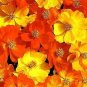 Cosmos Bright Lights 2,000 seeds