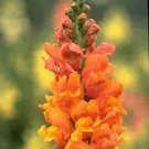 Snapdragon Rocket Bronze 2,000 seeds