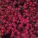 Lobelia Rosamond 10,000 seeds