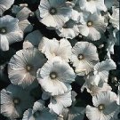 Lavatera trimestris Mont Blanc 2,000 seeds
