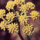 Lovage Levisticum officinale 1,000 seeds