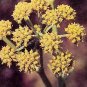 Lovage Levisticum officinale 1,000 seeds