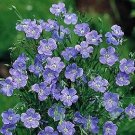 Linum (Flax) perenne 2,000 seeds