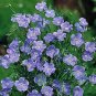 Linum (Flax) perenne 2,000 seeds