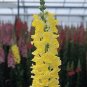 Snapdragon Rocket Gold 2,000 seeds