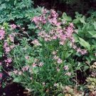 Lychnis flos cuculi 5,000 seeds