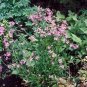 Lychnis flos cuculi 5,000 seeds