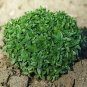 Basil Dwarf Greek 2,000 seeds
