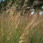 Sorghastrum nutans 2,000 seeds