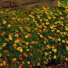 Marigold Signet Starfire Mix 2,000 seeds