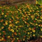 Marigold Signet Starfire Mix 2,000 seeds