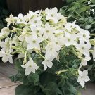 Nicotiana Saratoga White 1,000 seeds