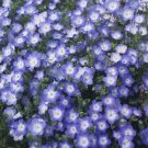 Nemophila Baby Blue Eyes 2,000 seeds
