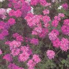 Verbena canadensis Perfecta 1,000 seeds
