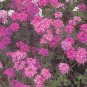 Verbena canadensis Perfecta 1,000 seeds