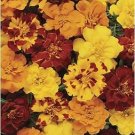 Marigold Durango Outback Mix 2,000 seeds