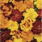 Marigold Durango Outback Mix 2,000 seeds