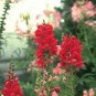 Snapdragon Rocket Rose Shades 2,000 seeds