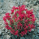 Calandrinia Ruby Tuesday 2,000 seeds