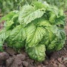 Basil Mammoth 2,000 seeds