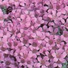 Saxifraga Floral Carpet 2,000 seeds