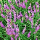 Veronica longifloia Pink Shades 2,000 seeds