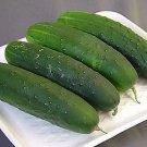 Cucumber County Fair 250 seeds