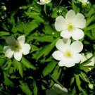 Anemone canadensis 250 seeds