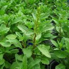 Epazote Chenopodium ambrosiodes 250 seeds