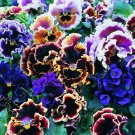 Pansy Flamenco Mix 250 seeds