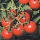 Tomato Tommy Toe 250 seeds