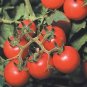Tomato Tommy Toe 250 seeds