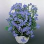 Lobelia Riviera Sky Blue 2,500 seeds