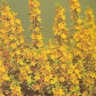 Lysimachia punctata 500 seeds