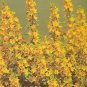 Lysimachia punctata 500 seeds